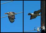 (10) red-tailed hawk montage.jpg    (1000x720)    233 KB                              click to see enlarged picture